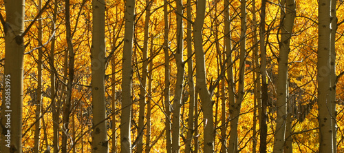 yellow aspen