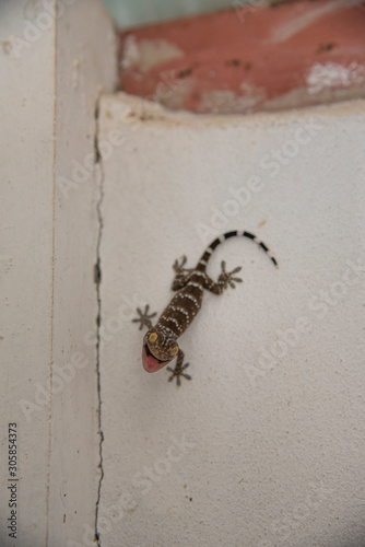 A newborn gecko is born on the wall and looking for the first meal.