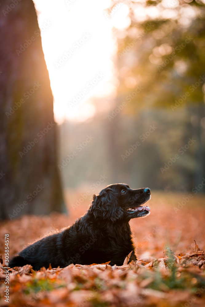 black labrador in autumn