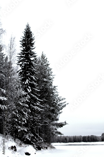 christmas tree in snow