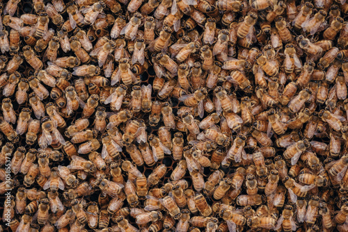 Close up of bees in hive photo