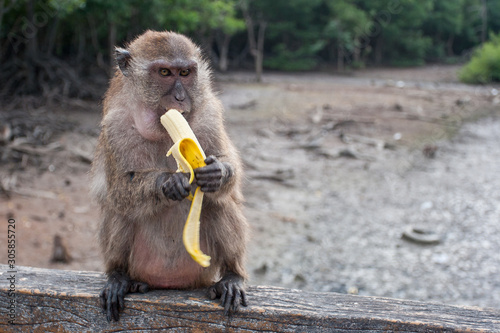 Funny macaque monkey eats a banana sitting on the railing. Dark paws and ears, brown coat. Selective focus, blurred background. photo