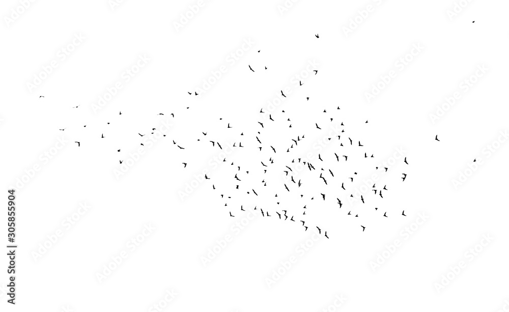 Flock of birds isolated on white background