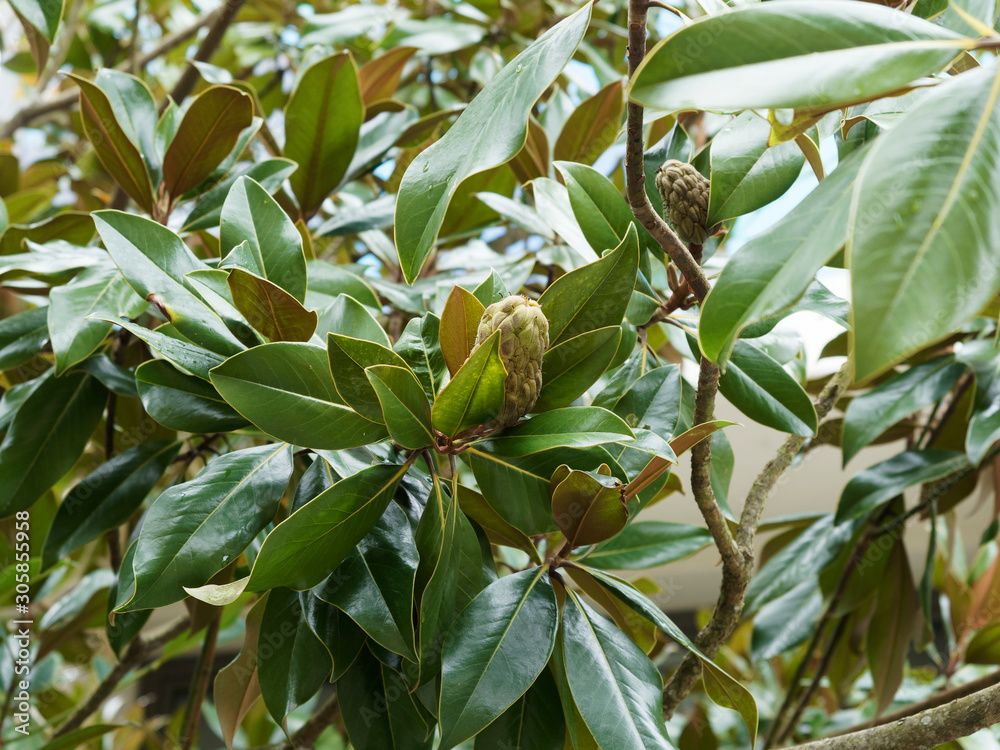 (Magnolia grandiflora) Magnolia à grandes fleurs blanches et parfumées aux feuilles elliptique, lisses, vert brillant, ferrugineuses sur face intérieure