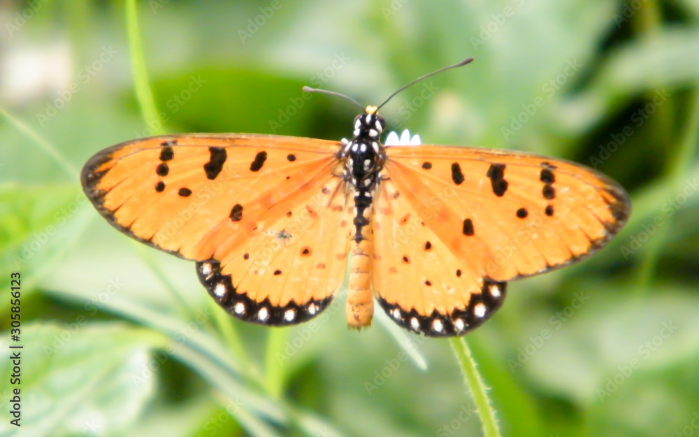 Obraz premium Moth Butterfly (Rhopalocera) Insect Animal on Green Plant Leaves. Nature Blooms.