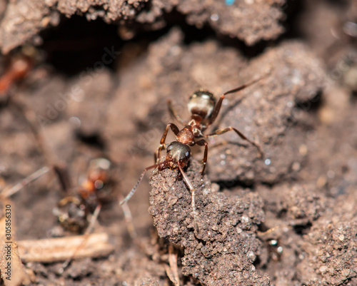 ants work in the land © studybos