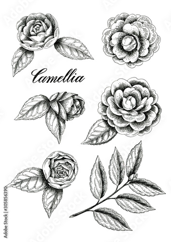 Hand drawn ink camelia set illustration. Can be used as print, postcard, packaging design, element design, template, textile design, sticker, tattoo and so on.