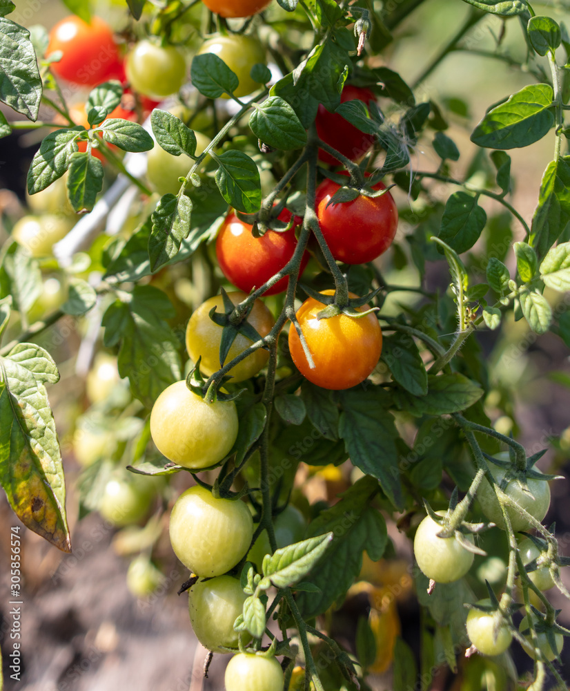 Ripe cherry tomatoes on a plant in the garden