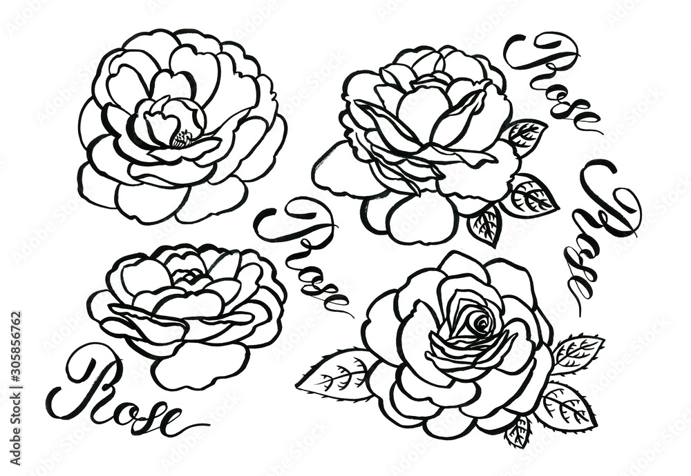 Hand drawn ink roses illustration. Can be used as print, postcard, packaging design, element design, template, textile design, sticker, tattoo and so on. Hand drawn ink roses illustration. Can be used as print, postcard, packaging design, element design, template, textile design, sticker, tattoo and so on.