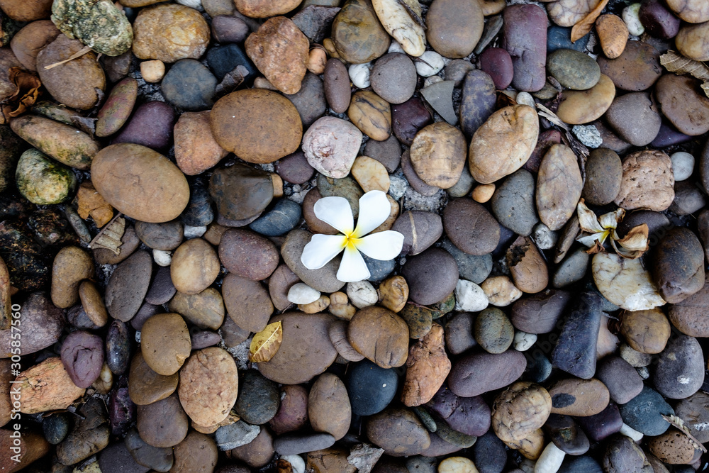Naklejka premium A small orchid in the center of rounded stones