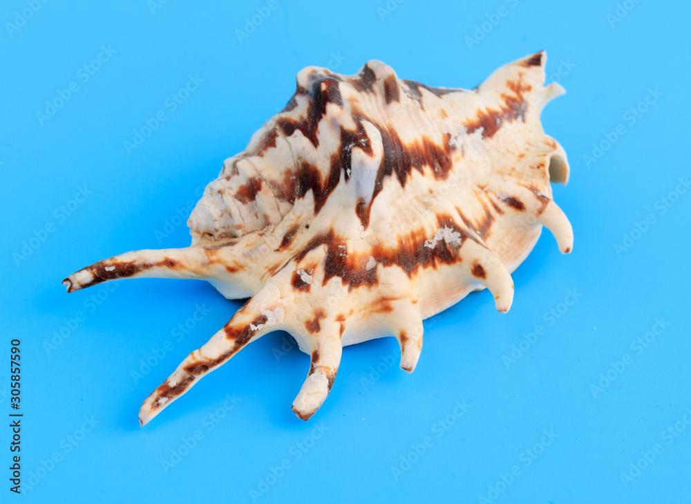 Sea shell isolated on a blue background Sea shell isolated on a blue background