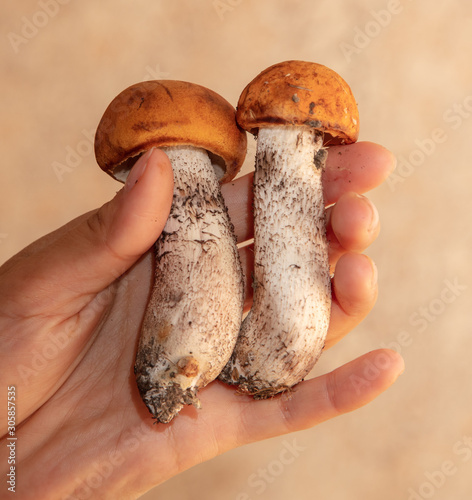 Edible mushroom from the forest in the hand of a man