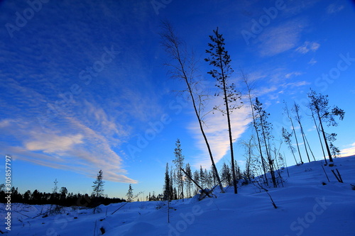 Sunset in the winter forest.