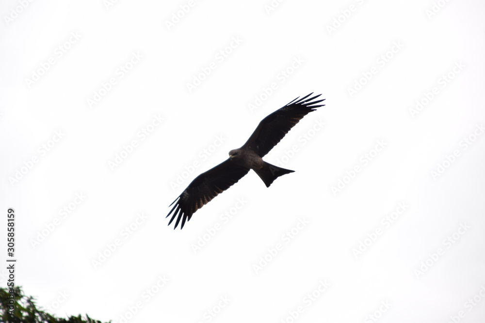 Obraz premium Eagle looking for food