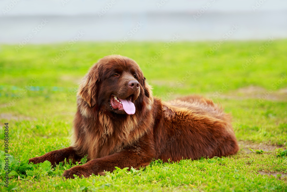 Dog breed Newfoundland