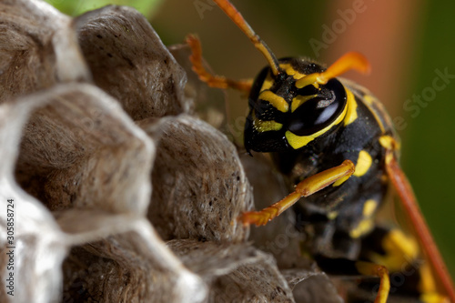 Vászonkép Paper wasp building the nest