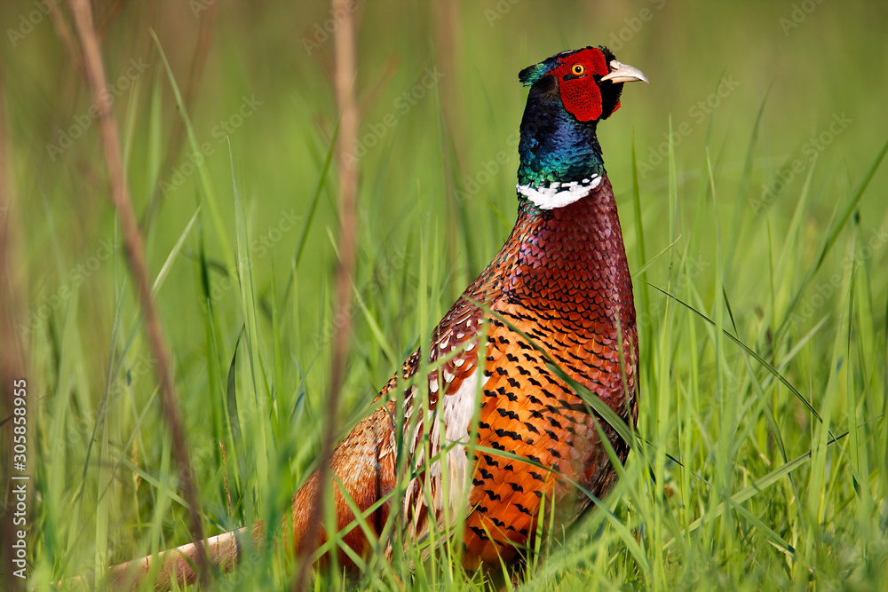 Fototapeta premium Pheasant hiding in the grass