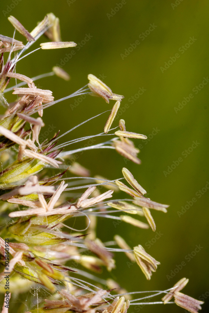 Macro view of the grass flower with stamens
