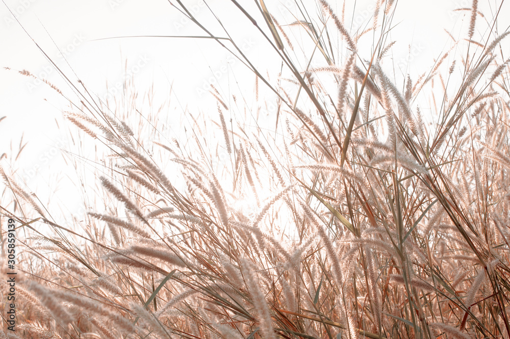 Wilted grass in early autumn - obrazy, fototapety, plakaty 