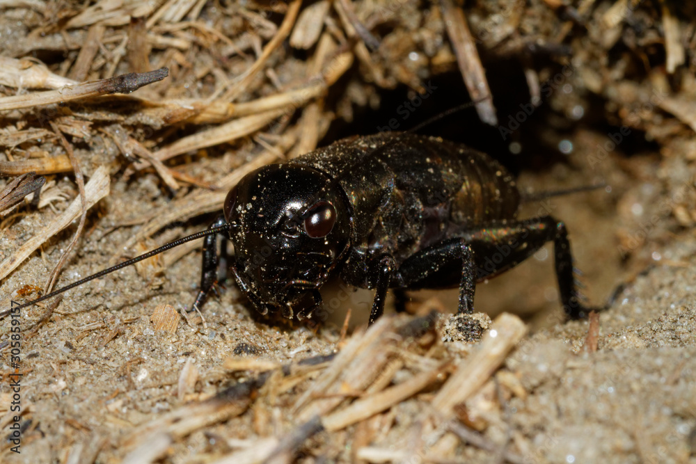 The cricket (Gryllus campestris) in the burrow