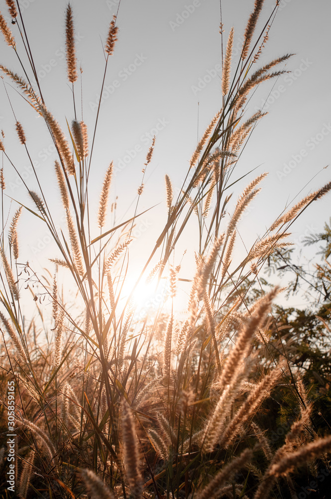 Fototapeta premium Wilted grass in early autumn