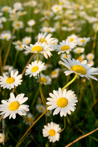 Leucanthemum vulgare  commonly known as the ox-eye daisy  oxeye daisy  dog daisy on the grassland