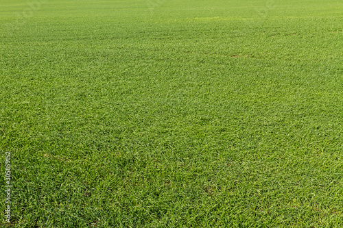 View of Green grass field background.