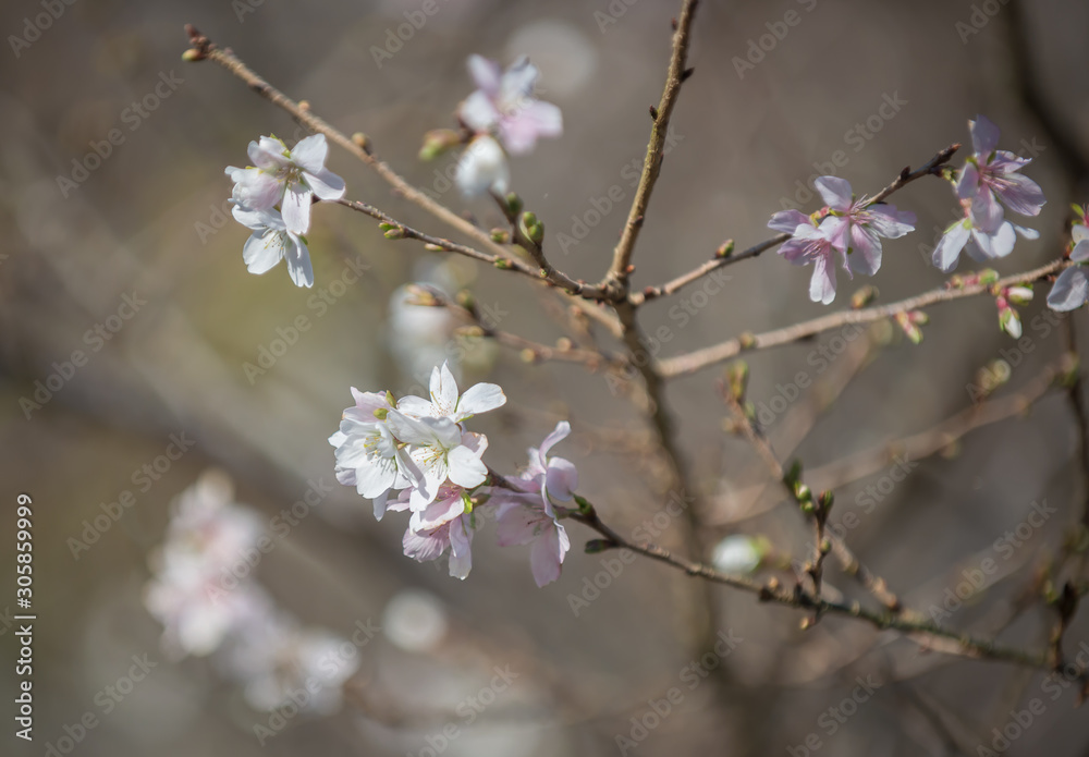 white flowers of cherry tree white flowers of cherry tree