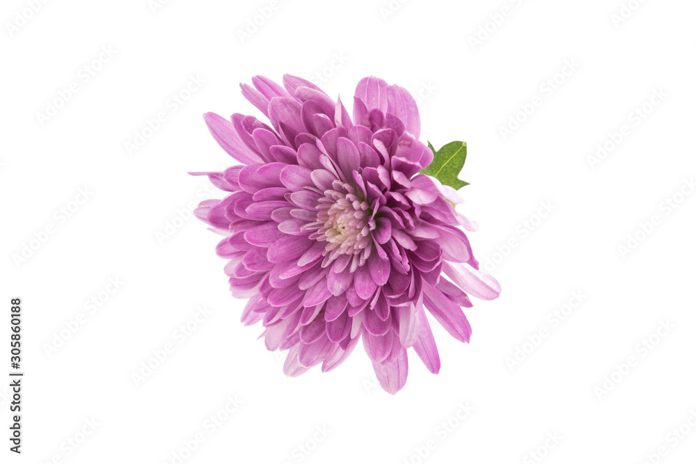 One blooming pink chrysanthemum closeup isolated on white background One blooming pink chrysanthemum closeup isolated on white background
