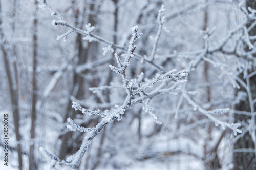 Branches of trees, covered with ice, Winter, Frost