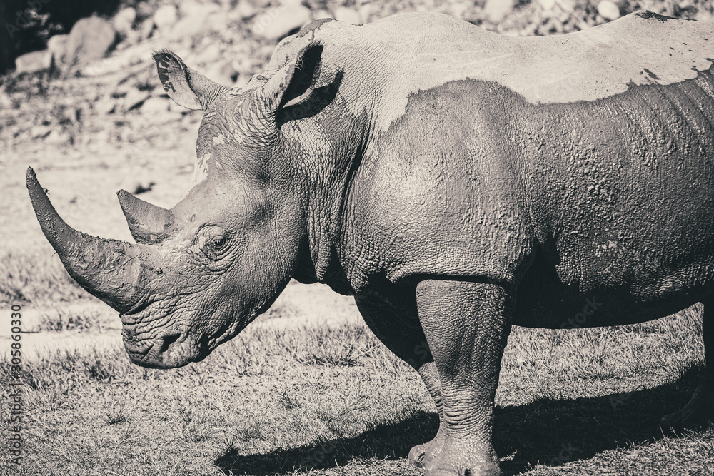 Fototapeta premium Black and White Photo of Rhinoceros out in nature during the day