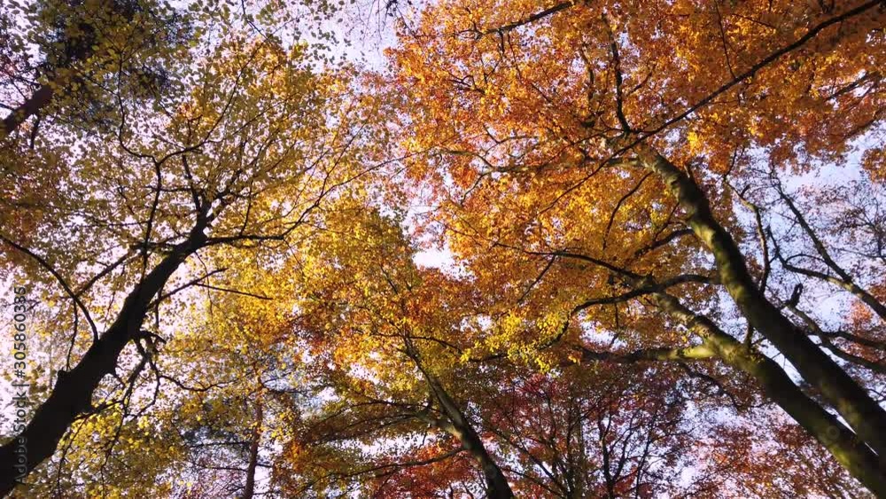 Stunning colorful treetops with turning leaves on sunny day. Beautiful autumn trees in yellow, orange and red forest on sunny autumn day. Duivelsberg, Berg en Dal, Netherlands, Nederland Stunning colorful treetops with turning leaves on sunny day. Beautiful autumn trees in yellow, orange and red forest on sunny autumn day. Duivelsberg, Berg en Dal, Netherlands, Nederland