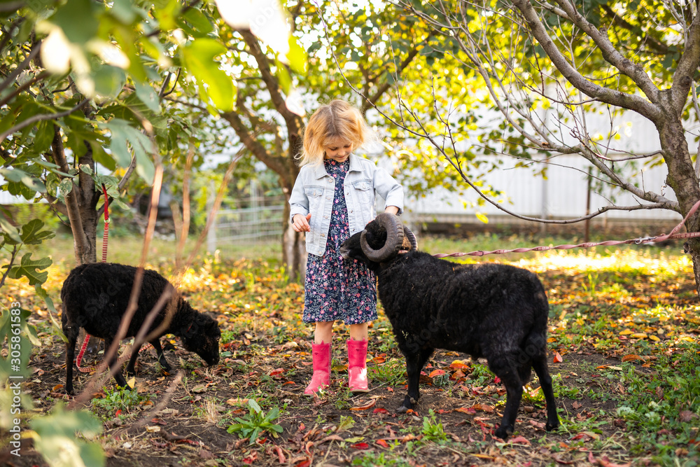 Little curly blonde girl in denim jacket and pink boots feeding two black domestic sheep in country garden. Farmer's life concept