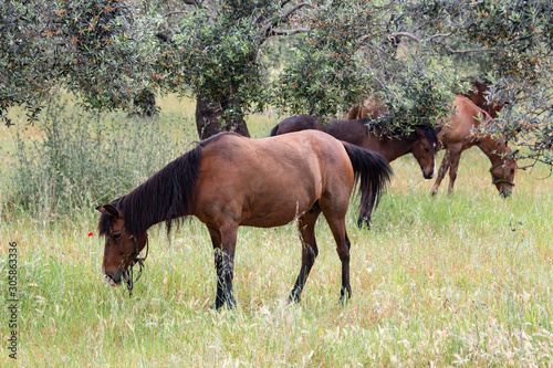 Brown horse eating grass in field, Horses grazing in a meadow © Caneritir