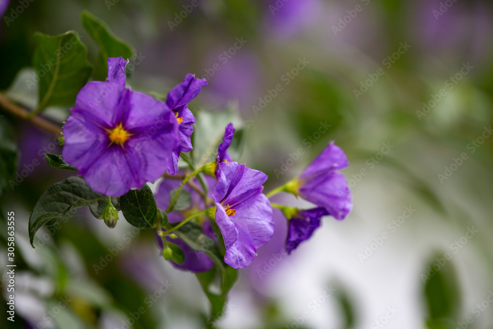 Purple color blossom, green small leaves, blurry and natural background, Closeup flower.