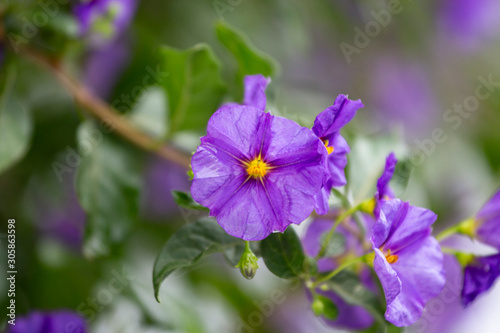 Purple color blossom, green small leaves, blurry and natural background, Closeup flower.