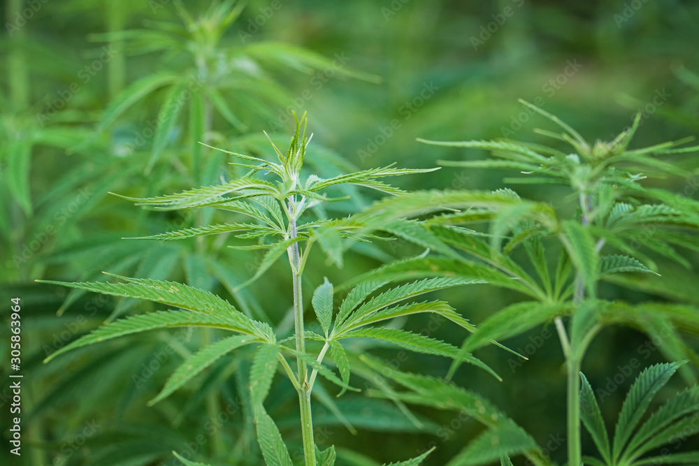 Marijuana leaves, cannabis on a green background, beautiful background, oudoor cultivation
