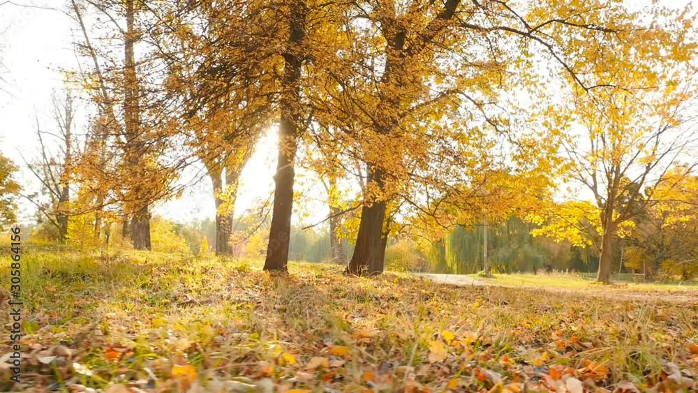 Picturesque forest with yellow trees. Beautiful autumn landscape. The bright rays of the sun. Slow motion Picturesque forest with yellow trees. Beautiful autumn landscape. The bright rays of the sun. Slow motion