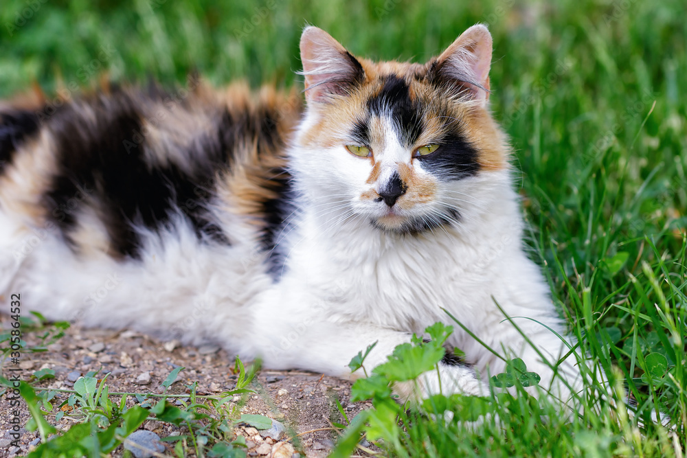Domestic cat, looking straight at camera, llying down on the grass, portrait at garden, iin summer day