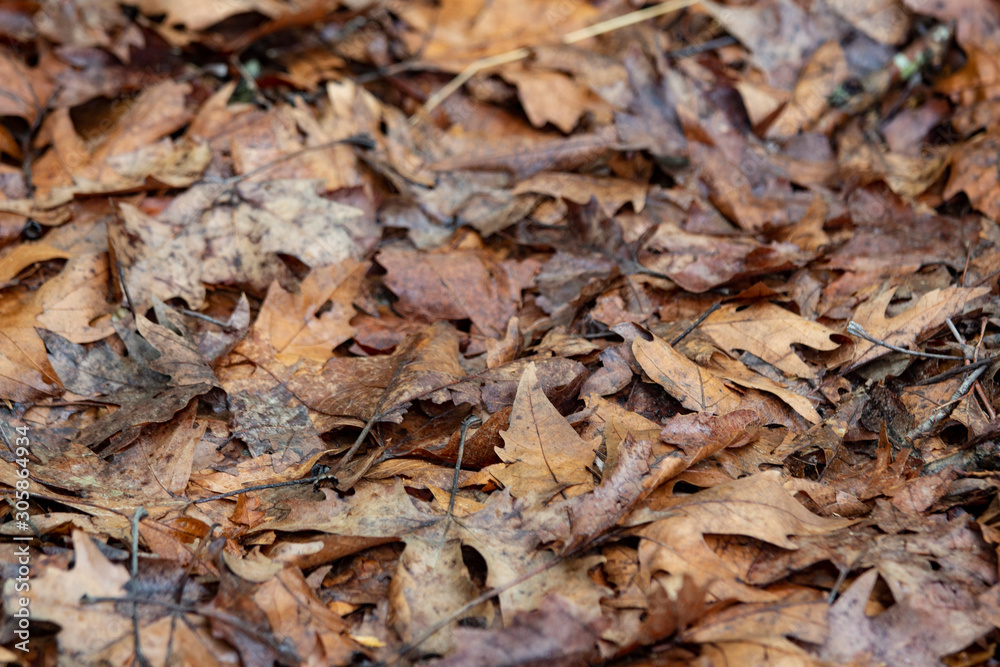 Dry autumn leaves on the ground, autumn background, leaf drops background. Dry autumn leaves on the ground, autumn background, leaf drops background.