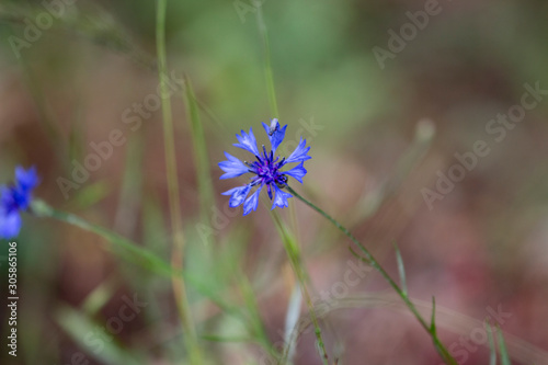 Purple color blossom, green small leaves, blurry and natural background