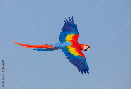 Scarlet Macaw In Flight  2 © Don