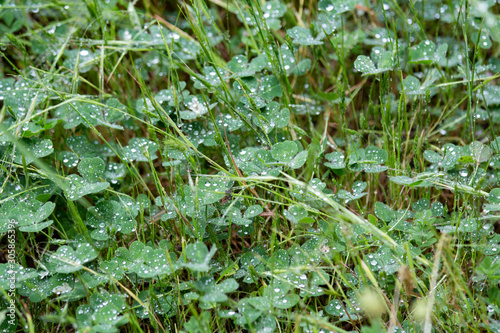 Cloverleaf and raindrops close up, green background, fresh nature