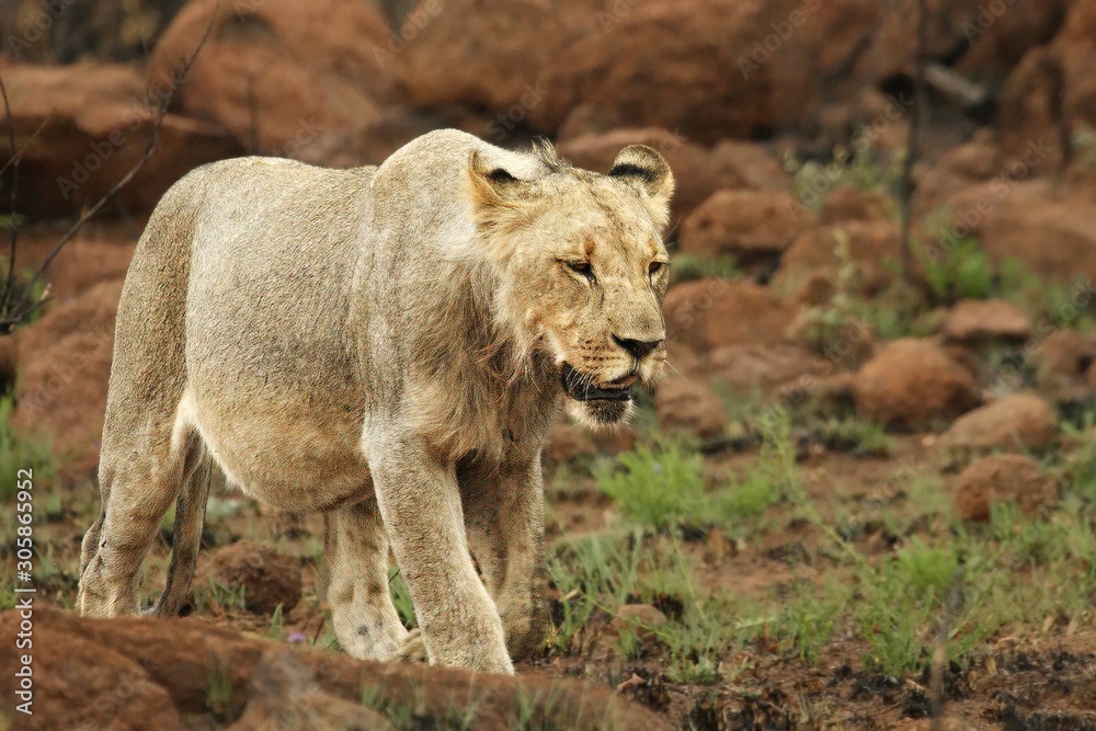 Fototapeta premium Lioness (Panthera leo) walking in Kalahari desert and looking for the rest of her pride.