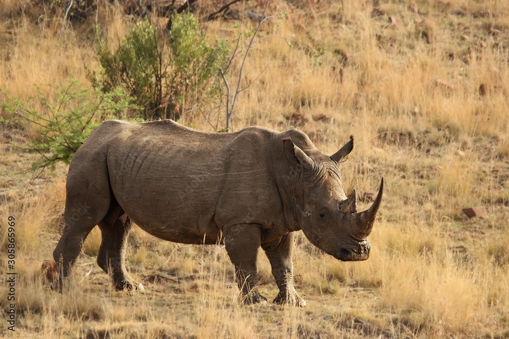 A white rhinoceros, rhino, (Ceratotherium simum) staying in grassland. A white rhinoceros, rhino, (Ceratotherium simum) staying in grassland.