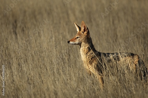 Fototapeta Naklejka Na Ścianę i Meble -  Black-backed jackal (Canis mesomelas) staying in the dry high grass.