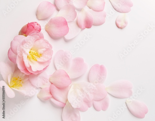 pink camellia petals on white background.