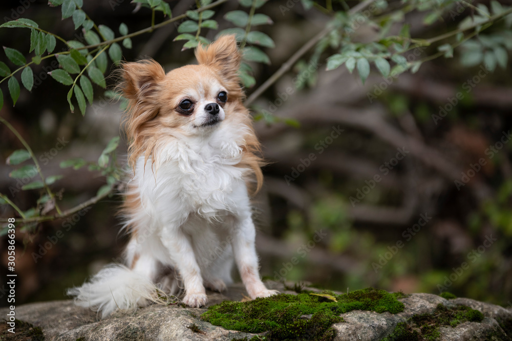 Chihuahua nature cheap