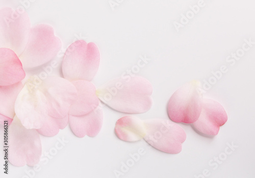 pink camellia petals isolated on white background.
