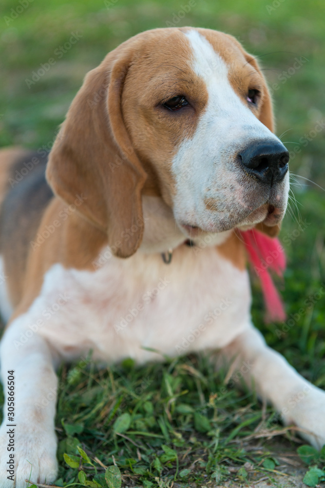 Cute beagle portrait Cute beagle portrait
